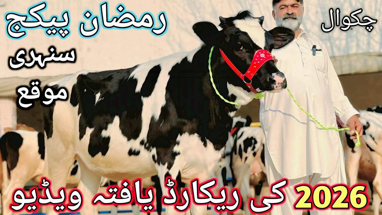 New Lots | RAMADAN PACKAGE | 40 SWEDISH SWISS BROWN JERSEY AMERICAN HEIFERS