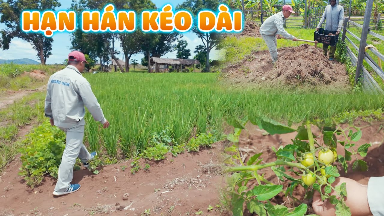 Quanglinhvlogs || Quang Linh Farm Sau Những Ngày Hạn Hán Kéo Dài.
