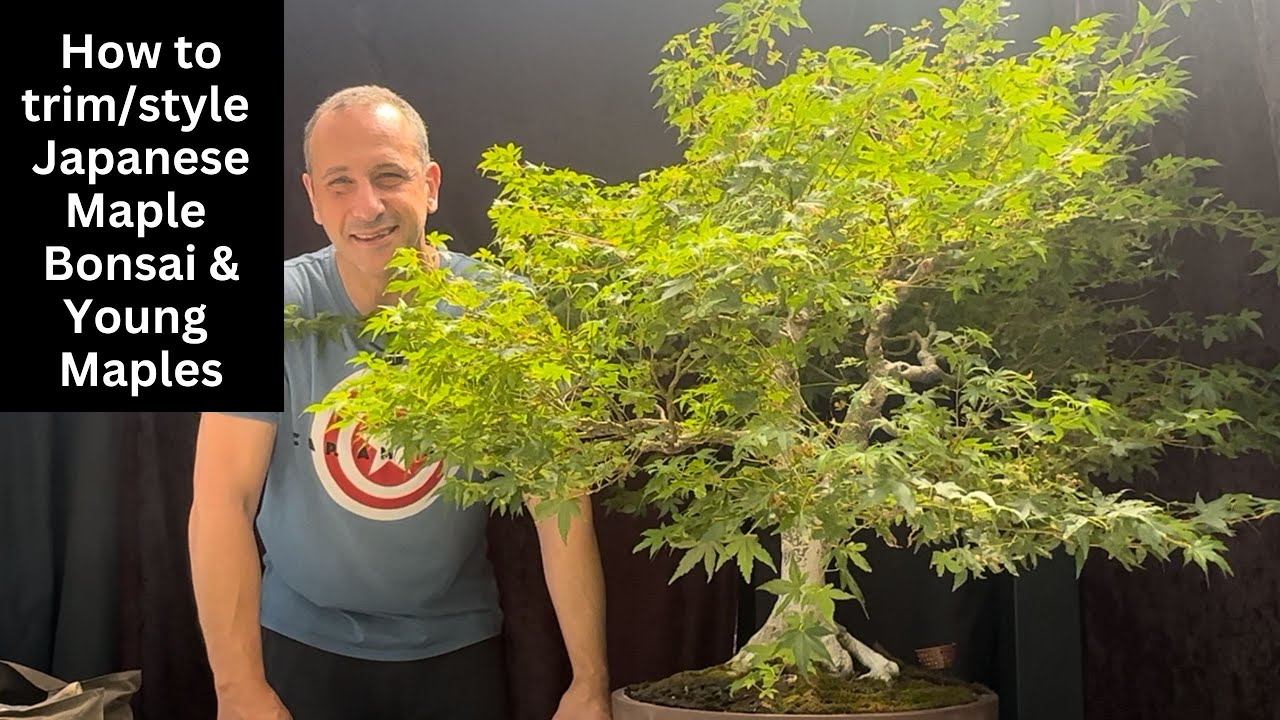 How to Trim & Style Japanese Maple Bonsai | Tips for Beginners & Young Bonsai Trees