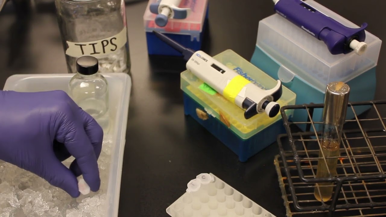 CRISPR:Cas9 Protocol Video