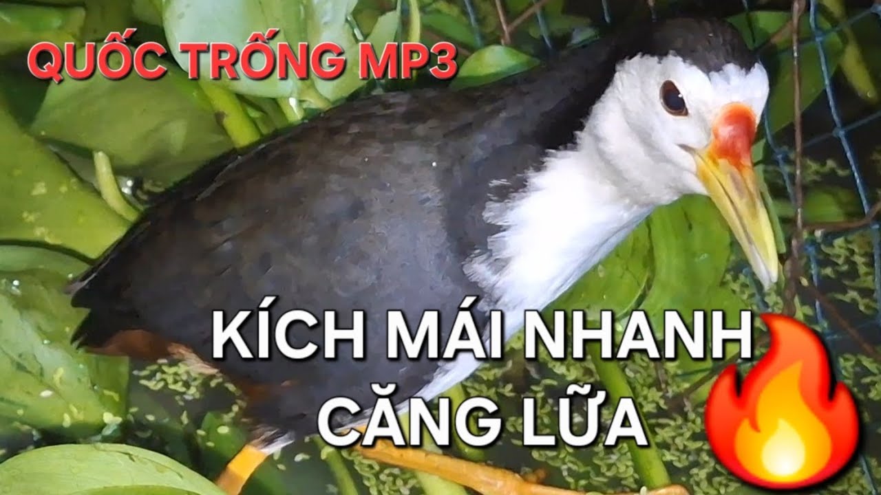 tiếng quốc trống kích mái/ kè mái /quốc trống chuyền canh.Thế Hiển cà mau