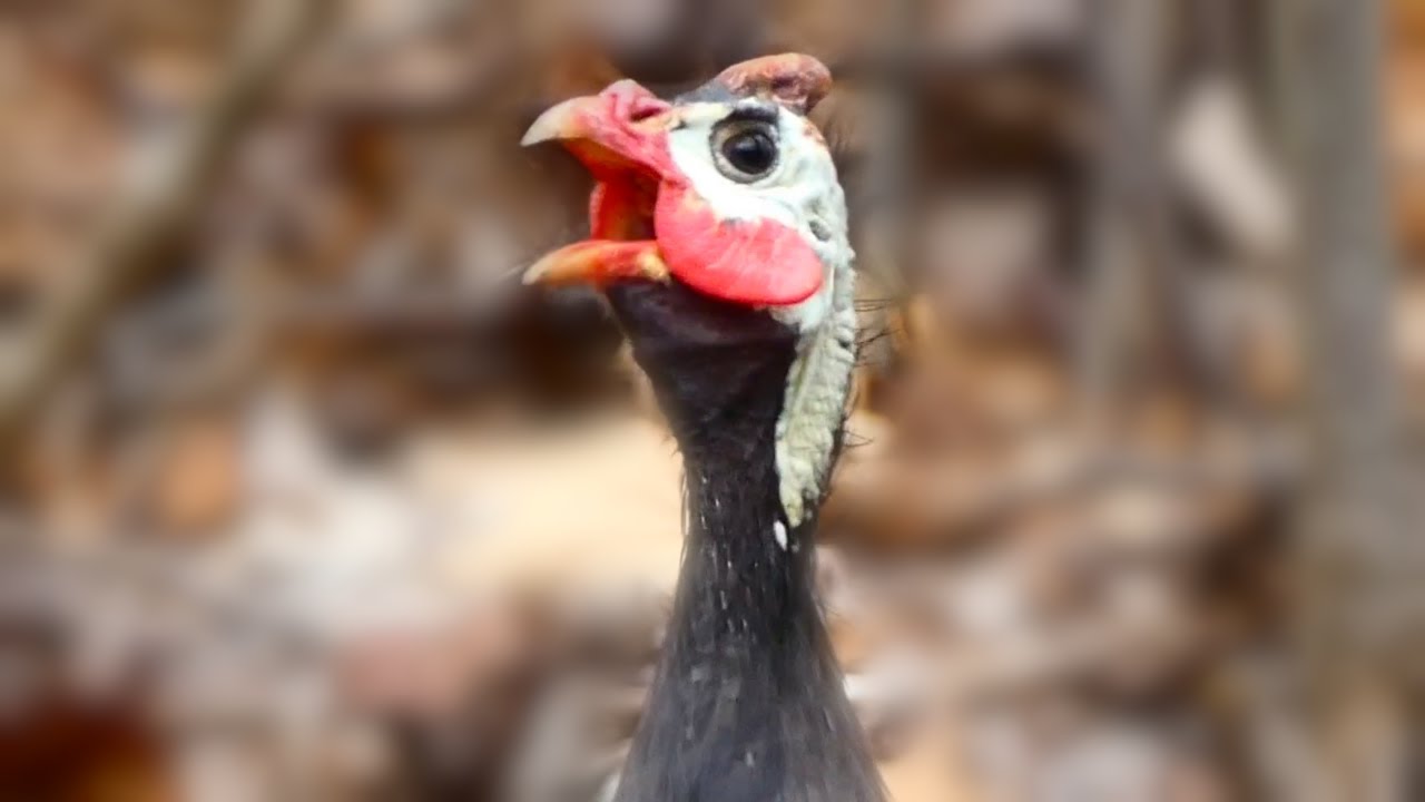 Guinea fowl call sounds | Bird
