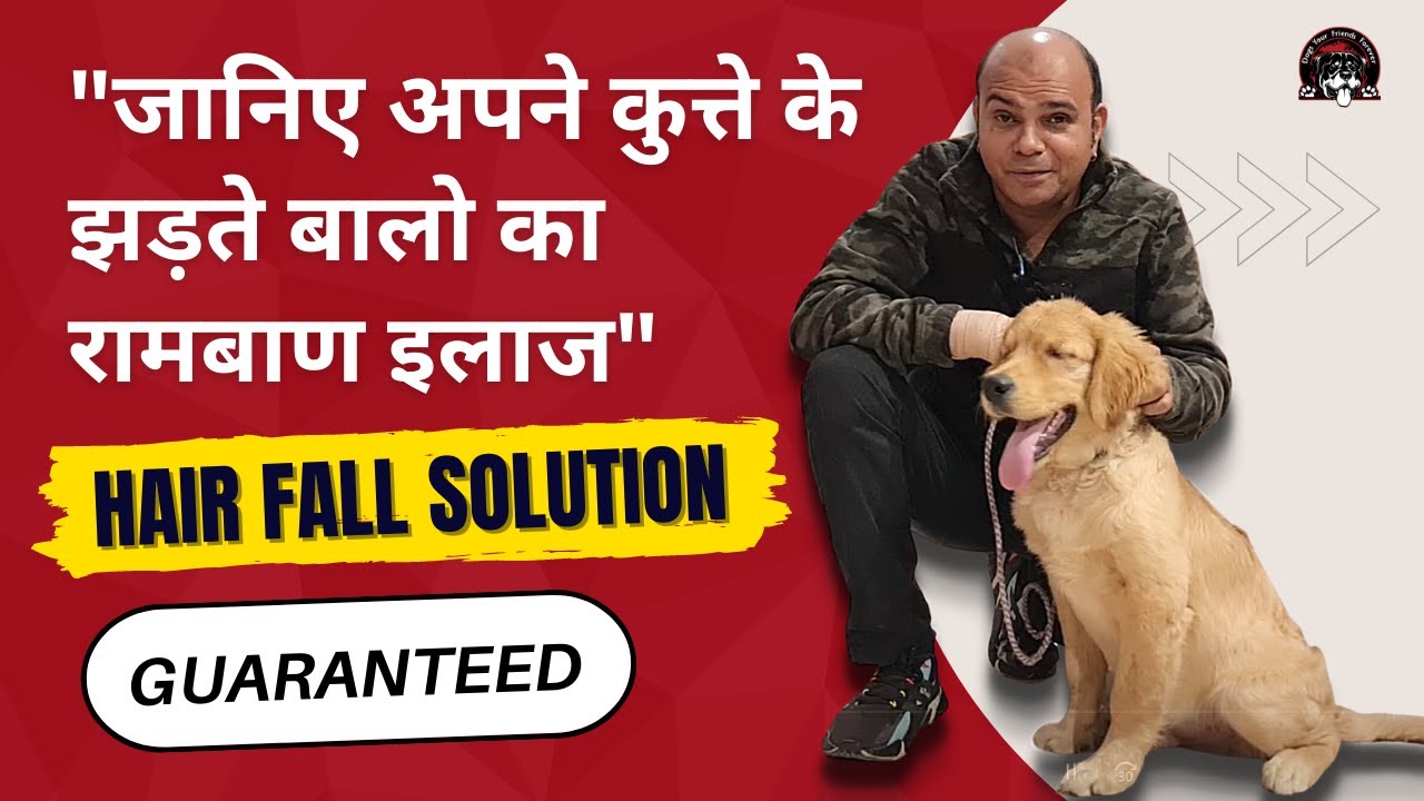 Dog Hair Fall Solution - Expert Tips for a Healthy Dog Coat By Baadal Bhandaari