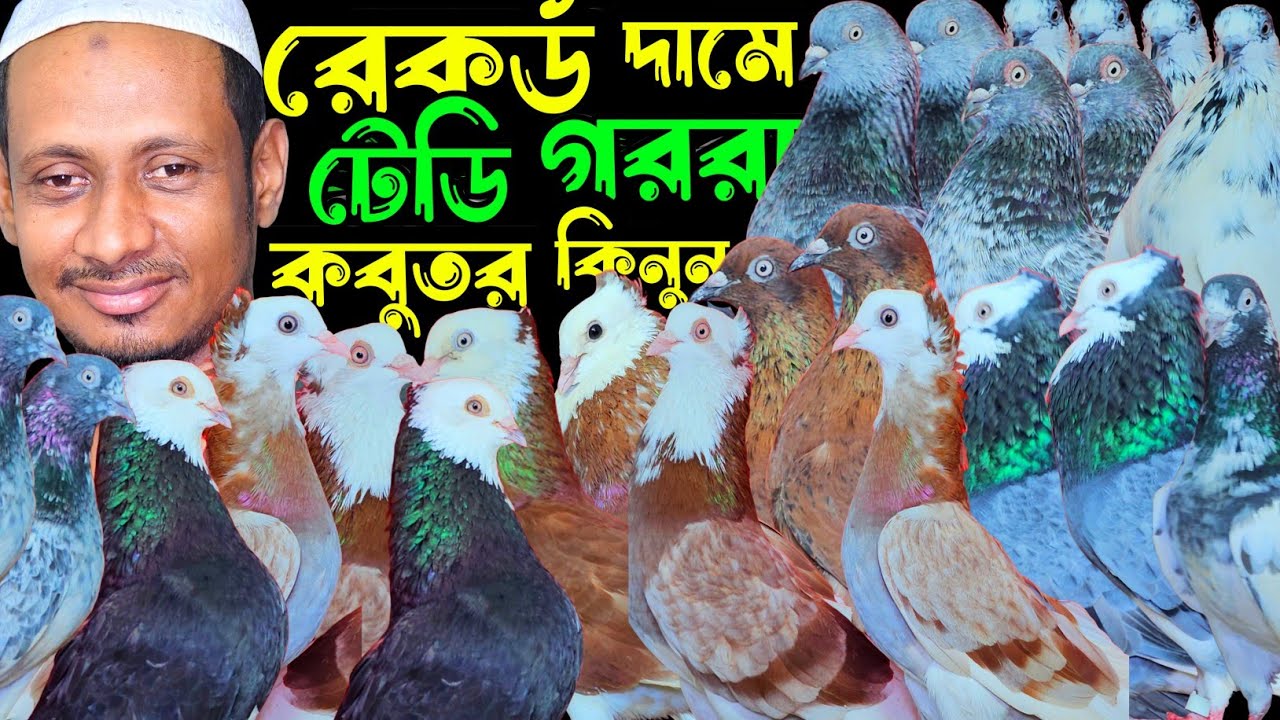 রেকর্ড দামে পাকিস্তানি টেডি,কামারগার,গররা,চিলা,রেসার কবুতর কিনুন | বাকবাকুম পায়রা | Pigeon |