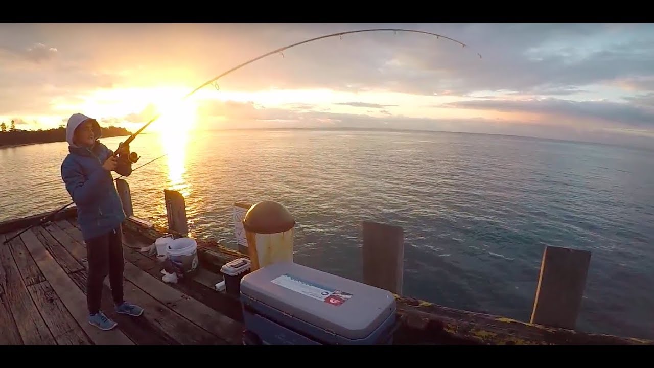 Shark & Squid Pier Fishing