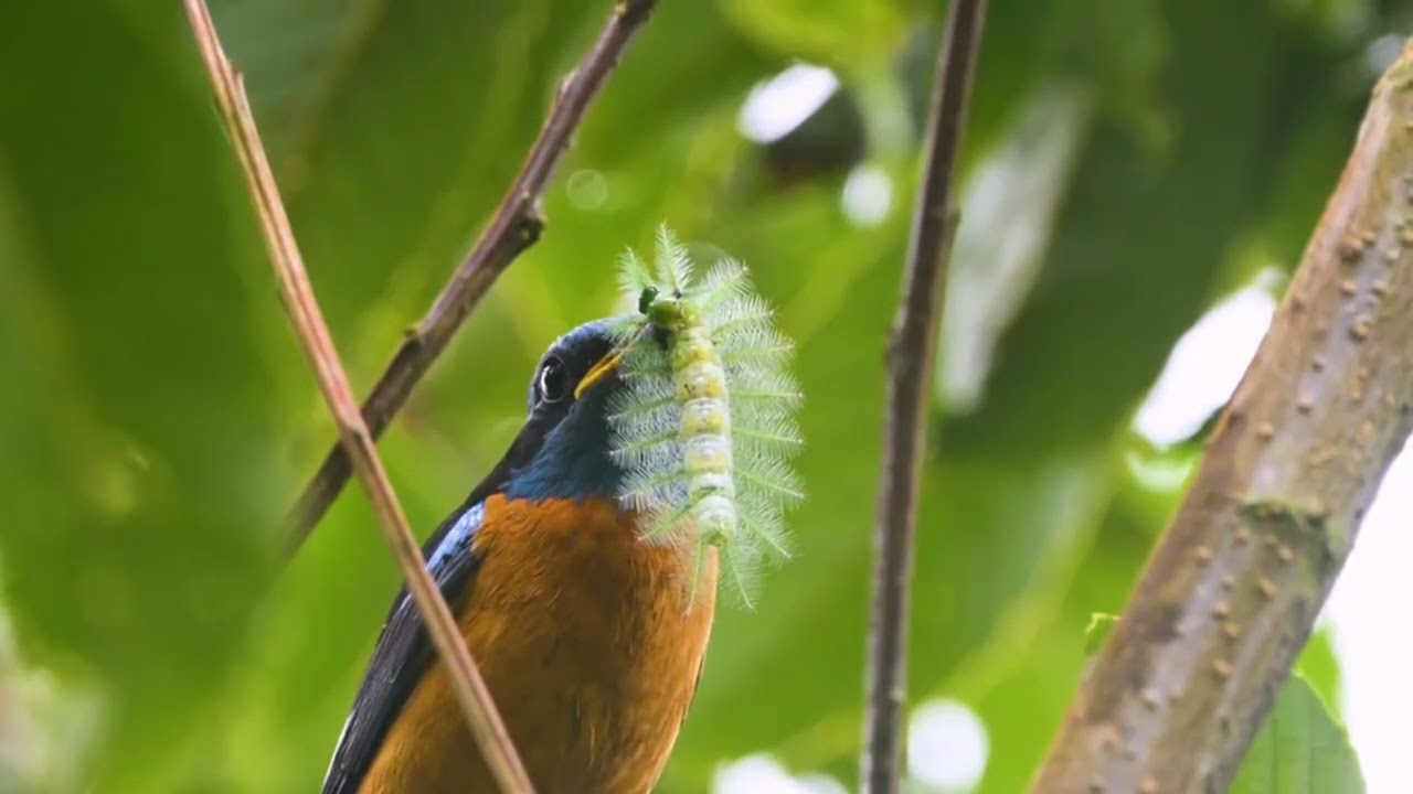 Birds of Neora Valley National park.