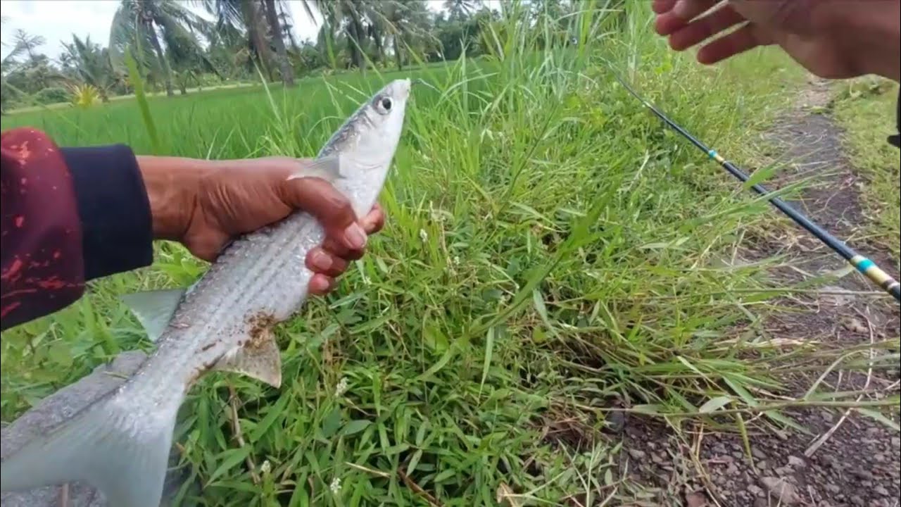 Coba mancing ikan Belanak umpan tepung kering