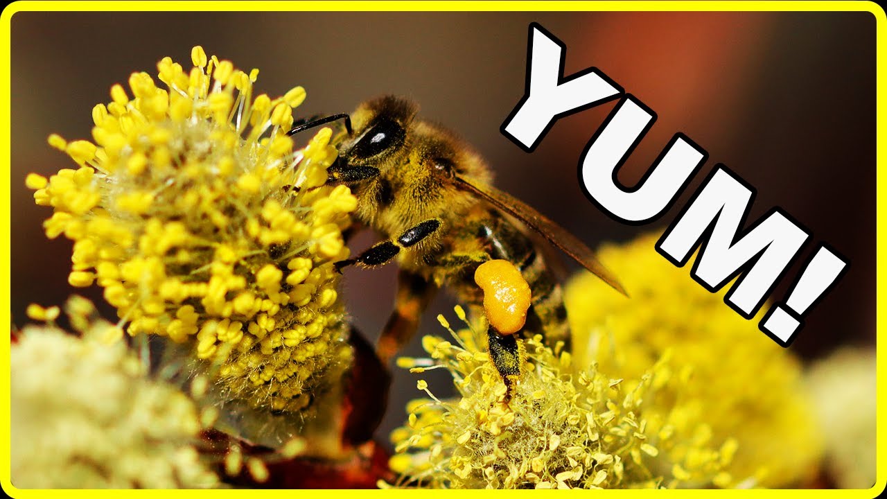 3 Tree Groups That Provide Early Season Bee Food!