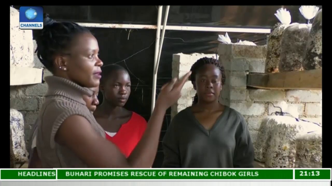 Chido Govera Teaches Young Zimbabwean Women The Art Of Mushroom Farming |Eco@Africa|