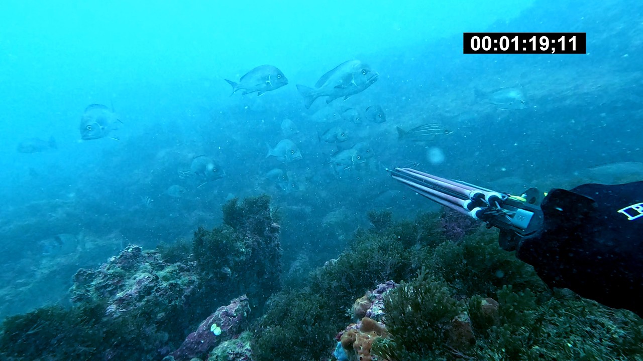 pesca submarina con David de los Hermanos Ruiz González del equipo Picasso