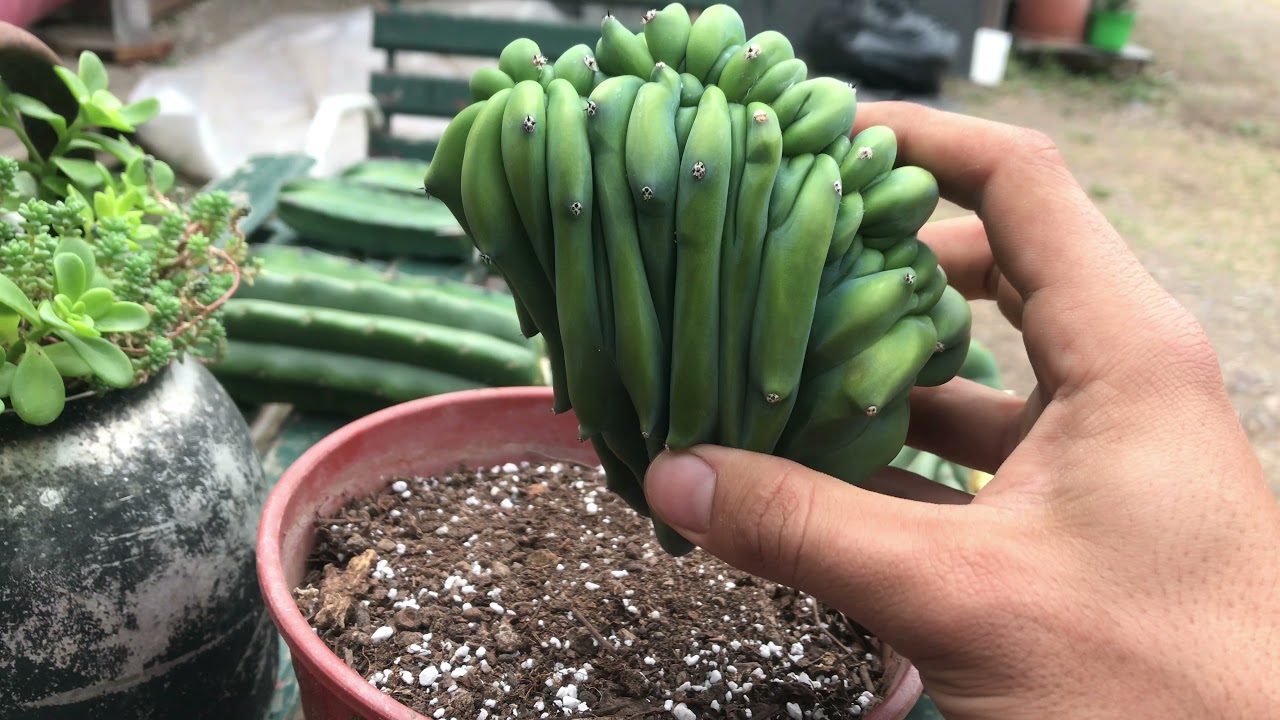 Myrtillocactus geometrizans crestado | REPRODUCCIÓN | Muy FÁCIL