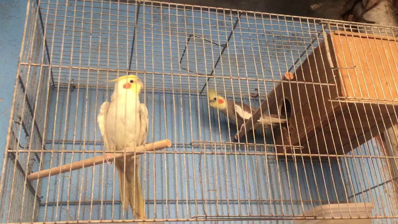 - Calopsita O Macho Não Quer Deixa A Fêmea Entra No Ninho ..