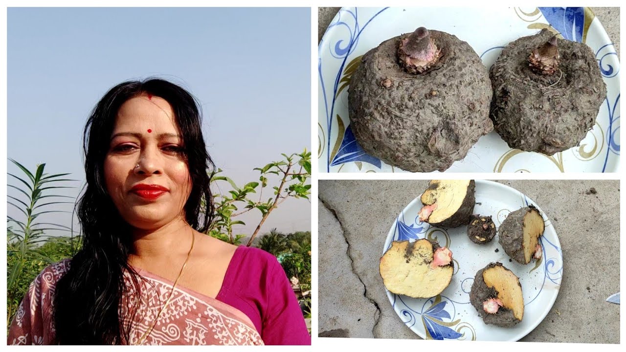 How to Grow Elephant Yam | Care & Tips