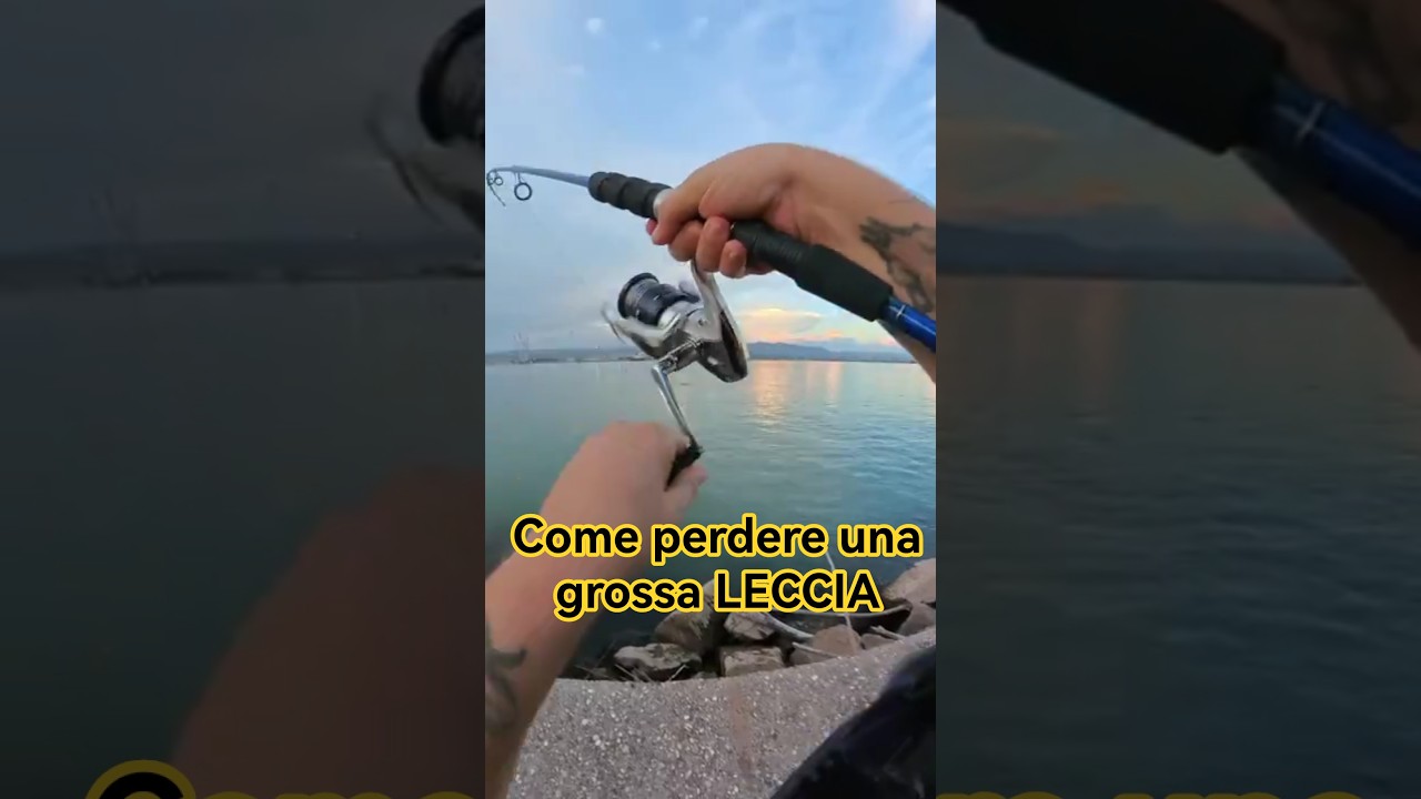 🔴 LECCIA AMIA su NEEDLE