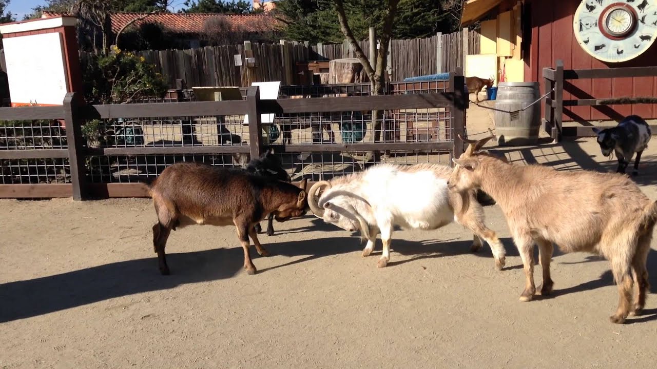 Angry goats fighting