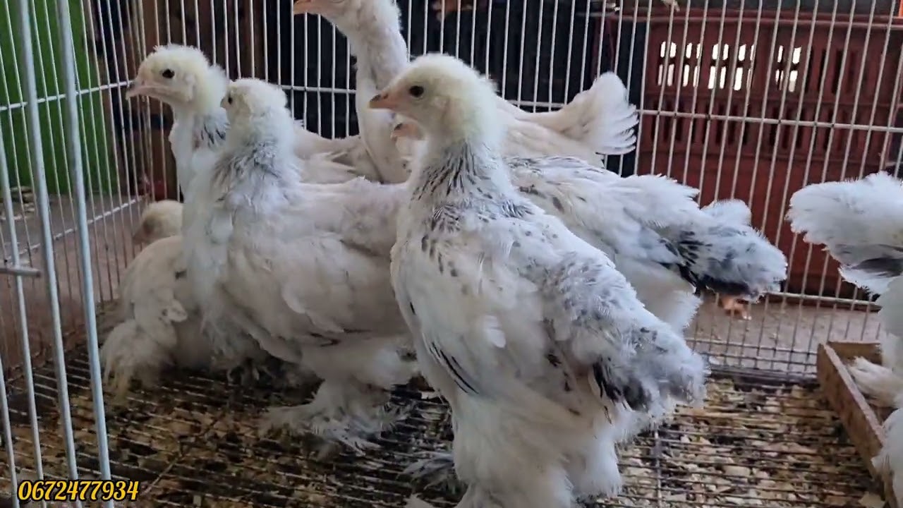 سوق القريعة يوم الأحد مع الآتمنة دجاج زينة برهما سيماني فيومي فلالس فرجة ممتعة 14/04/2024