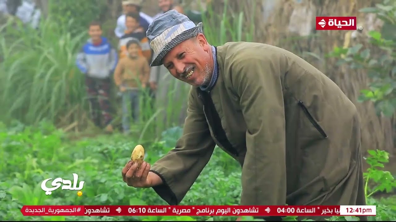 بلدي - من داخل الأراضي الزراعية.. المزارعون يترقبون حصاد البرتقال بوجوه سعيدة