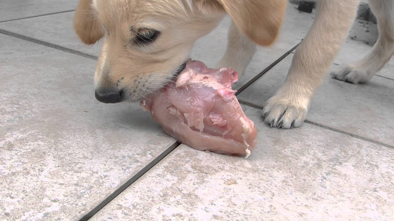 BARF - Welpe frisst halbes Suppenhuhn
