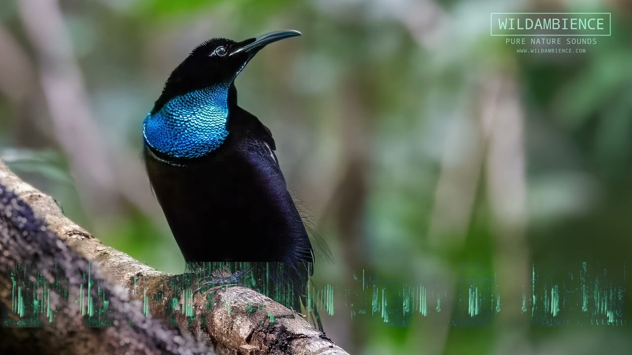 Magnificent Riflebird Sounds - Loud, rich whistling calls