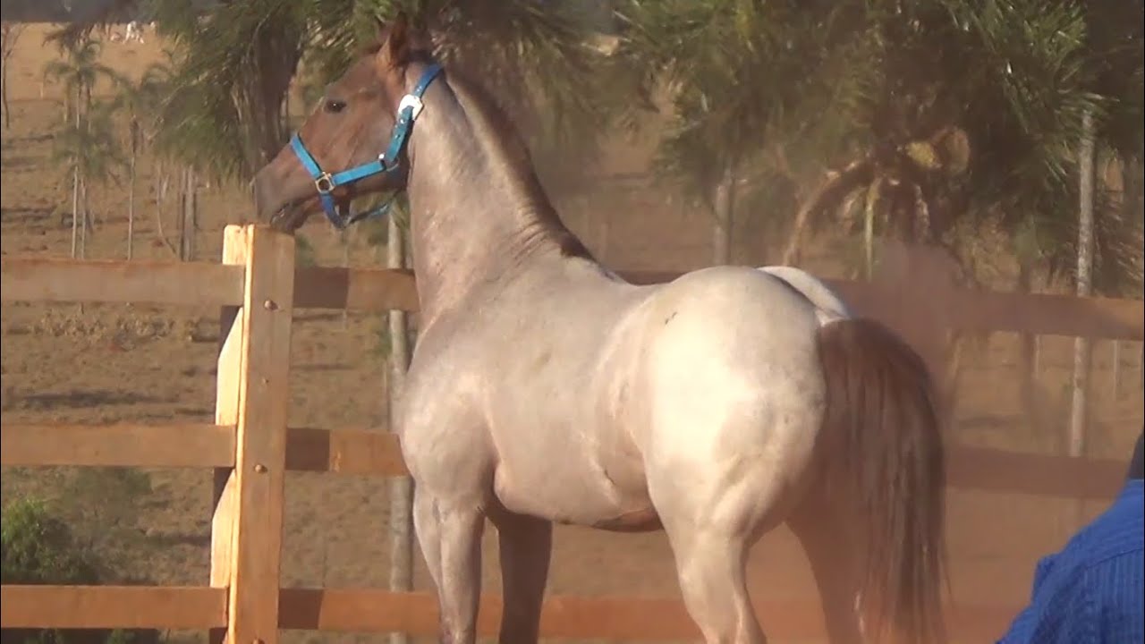 Bet On Jacker - QM Rosilho - COBERTURAS