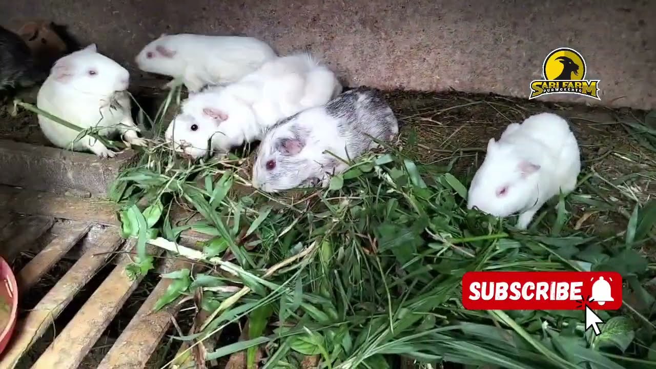 Guinea Pig Farm In Indonesia - Breeding Time  