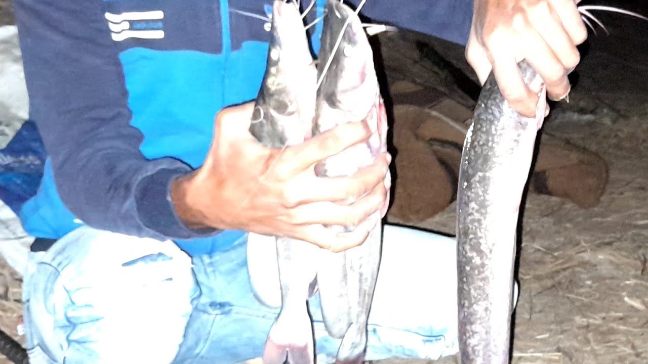 اصطادنا (بياض ورعاش وكركور وقرموط)كله بالطعم الزفر(البحارى)