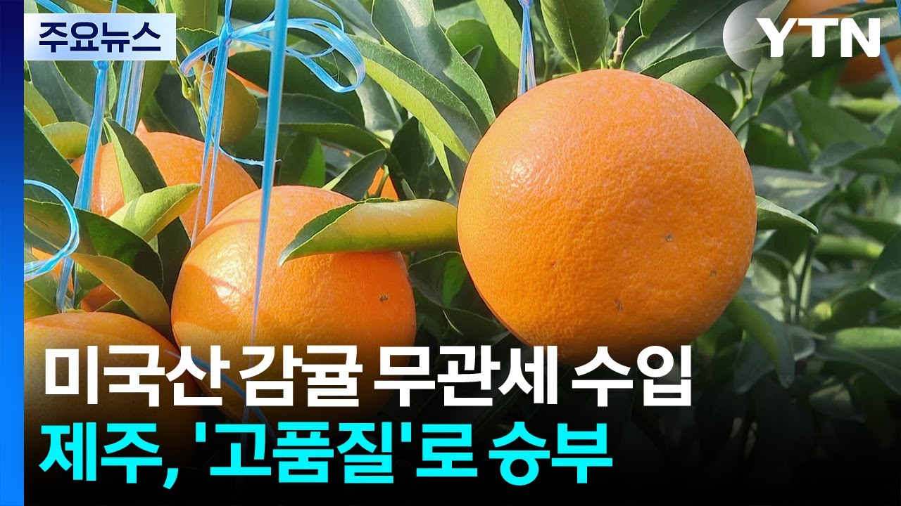 제주산 만감류, 품질·신선도로 수입산과 경쟁 / YTN