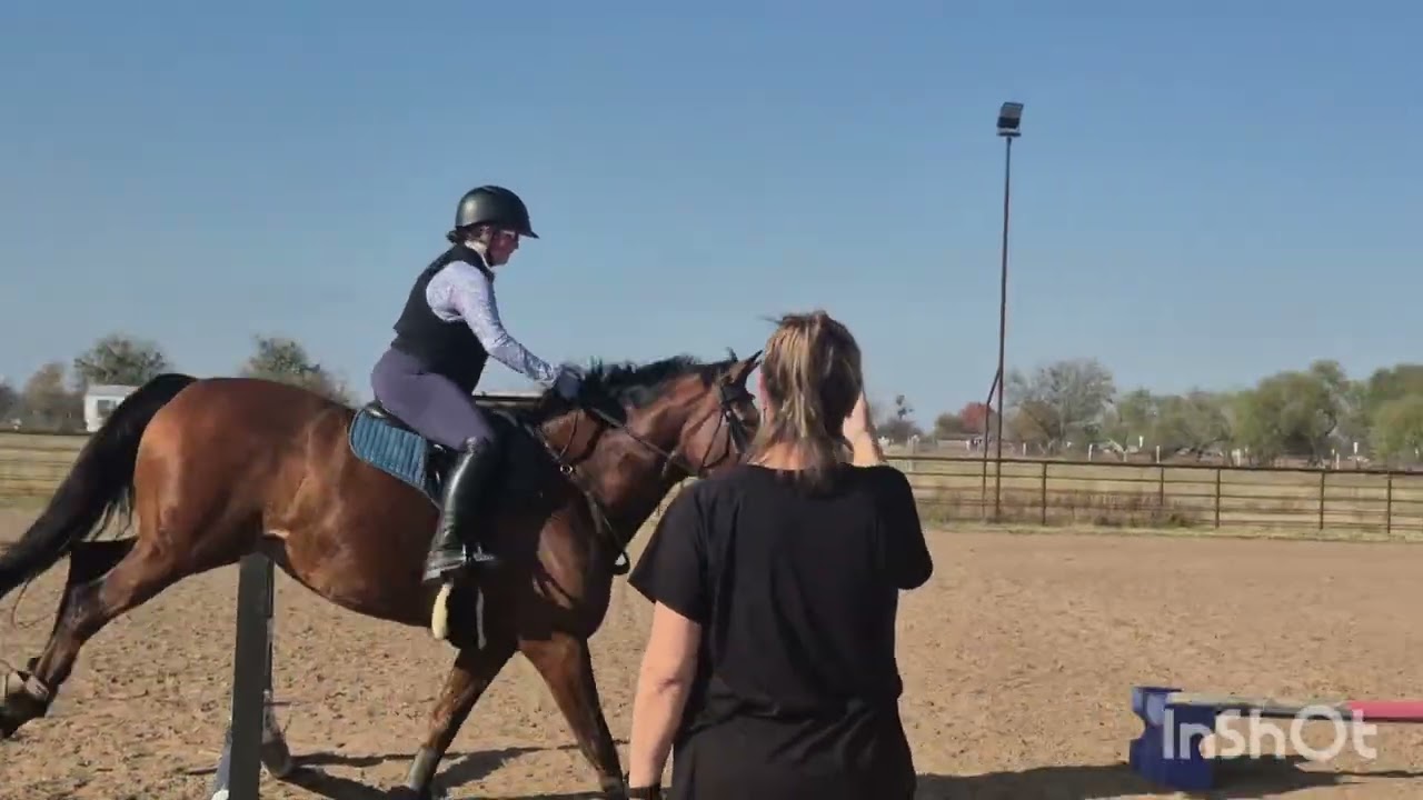 Par Darco SE 2015 Belgian Warmblood Gelding for sale Waco, Texas 