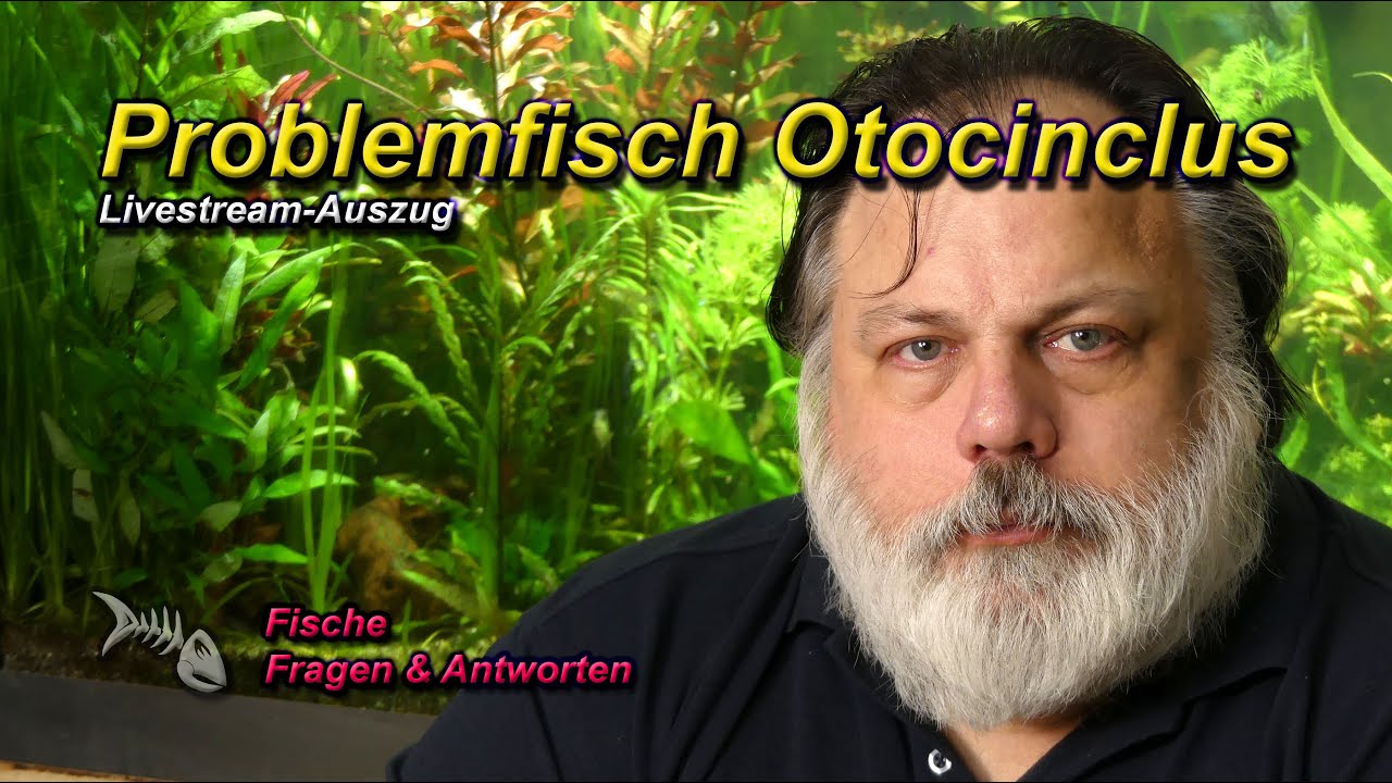 Problemfisch OHRGITTERHARNISCHWELS (OTOCINCLUS)