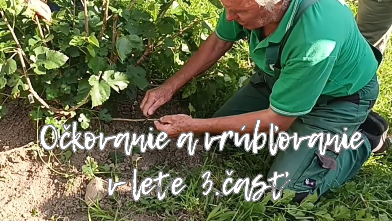 Očkovanie a vrúbľovanie v lete 3 časť