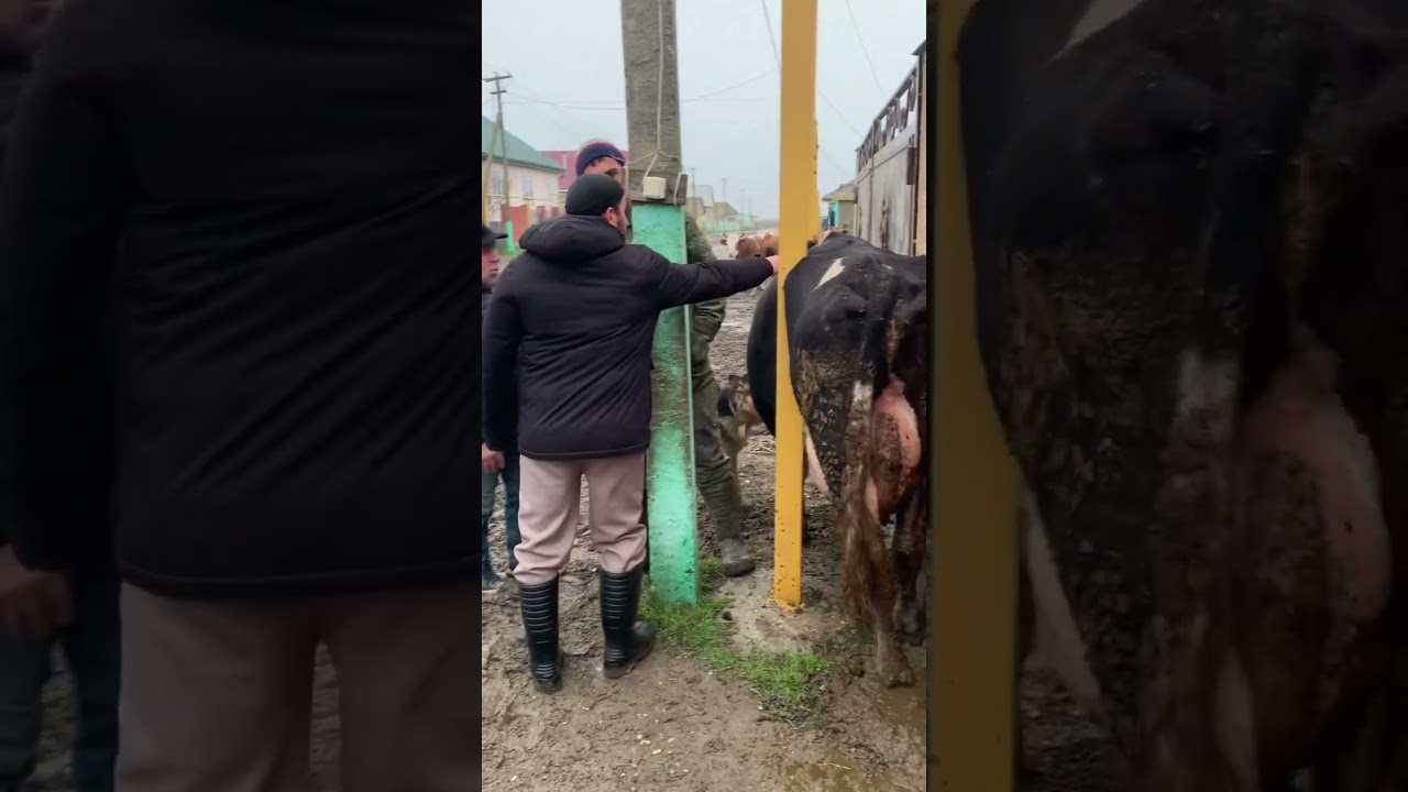 Мясо или молоко /Meat or milk#atxtop #farming #рекомендации #рек