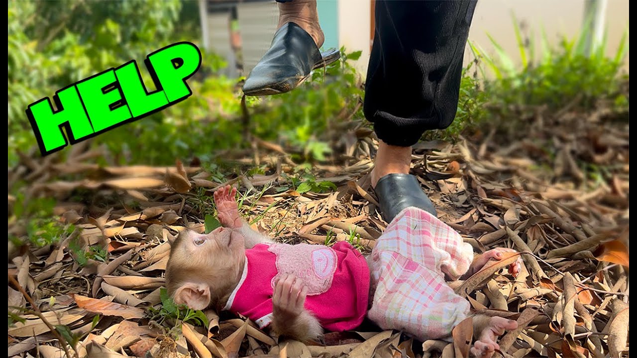 THE FUNNIEST VIDEOS OF YUYU MONKEY IN 2025