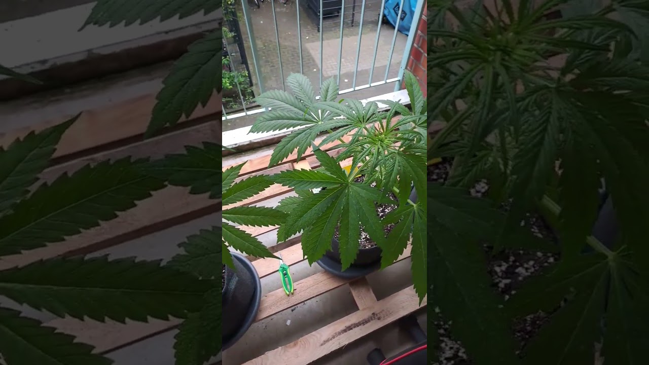 outdoor Grow D&uuml;nger kaufen
