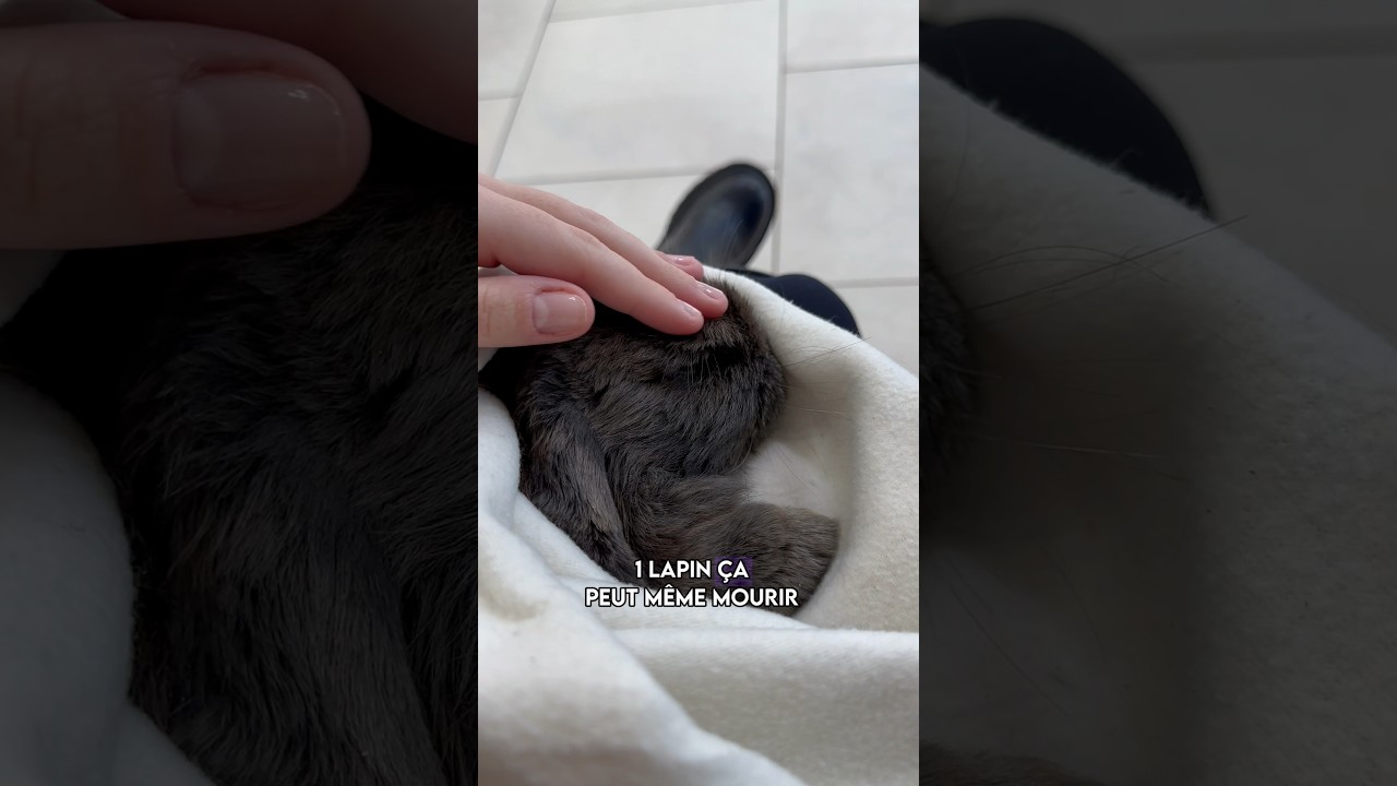 Pourquoi tout le monde trouve &ccedil;a normal ? #lapin #maltraitance #rabbit #bunny