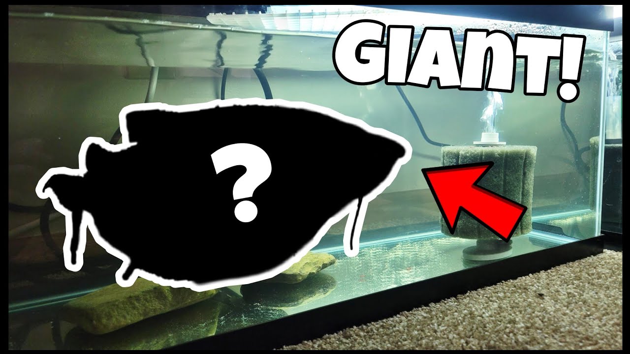 Pet Catfish! New RARE, Baby Catfish Will Be 7 Foot MONSTER!