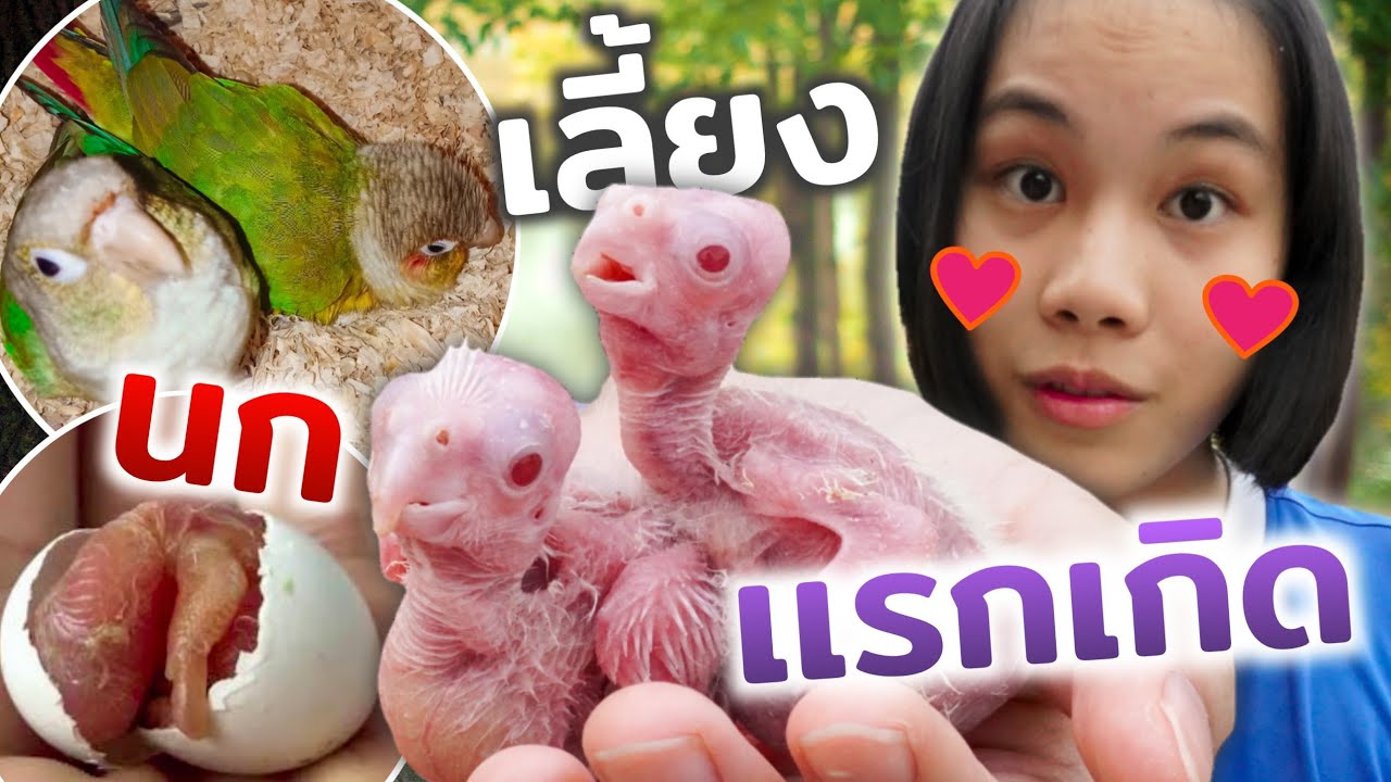 นกเเก้วกรีนชีค... ออกลูกเป็นค๊อกคาเทล!!!