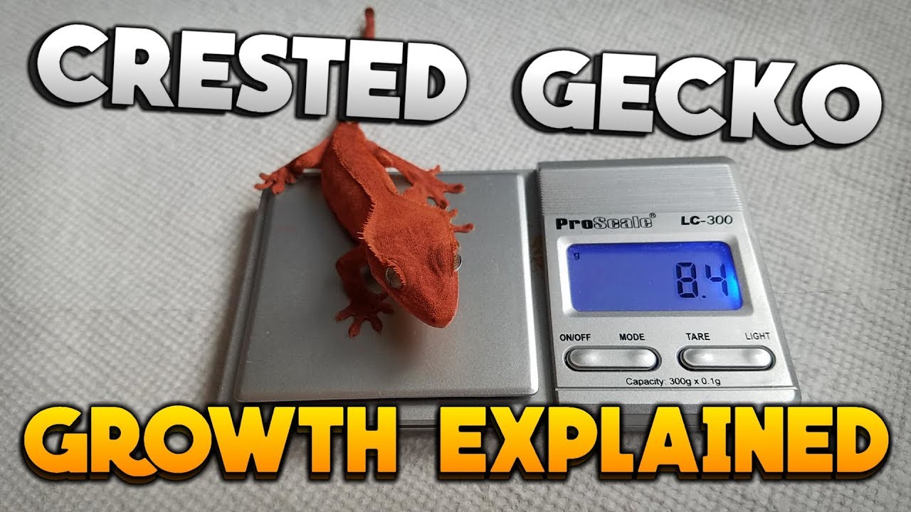 How Big Should My Crested Gecko Be? Crested Gecko Growth Explained!