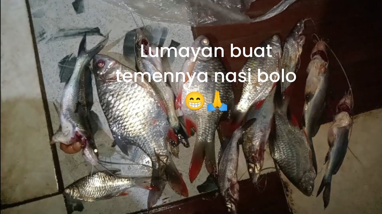 Hasil Lumayan bolo wer sebentar 