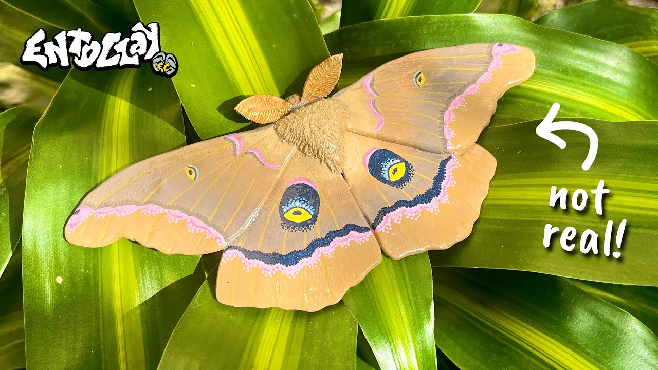 I Made a Polyphemus Moth out of Clay ~~ [[ Raffle Winner Special!! ]]