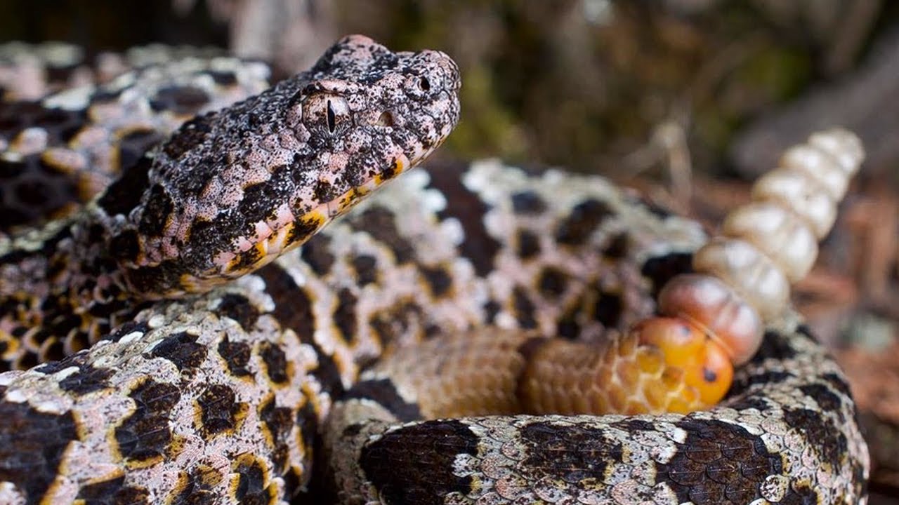 Herping Chihuahua, Mexico 2023