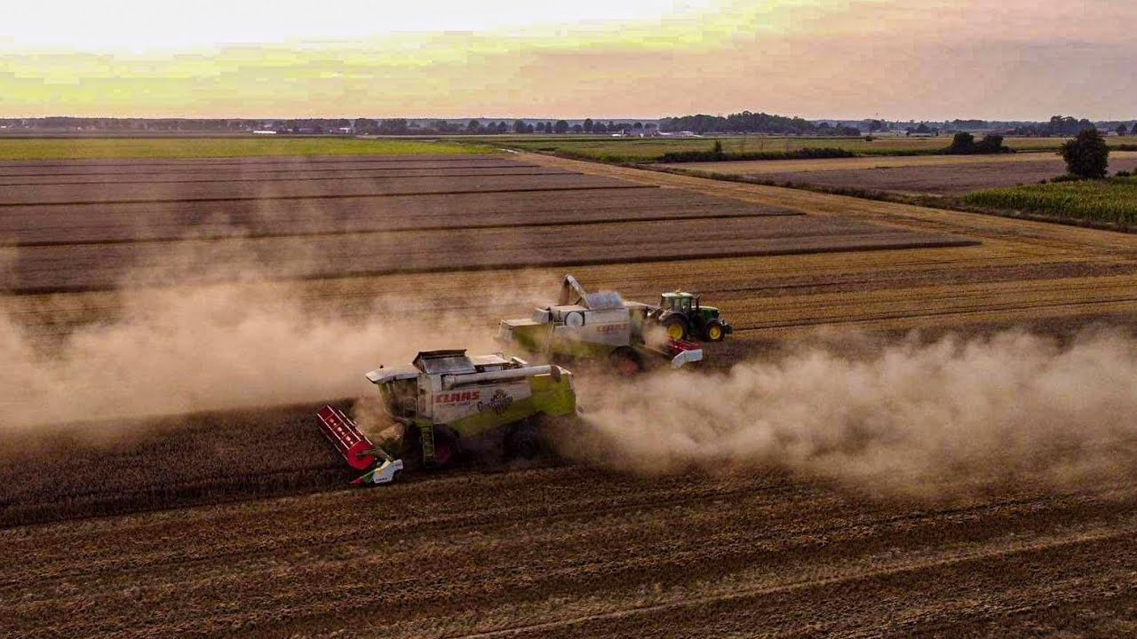 Żniwa 2021 w Grw. Kruszyk | 270ha vs 2xLexion 440 | Usługi rolne Goszczurni