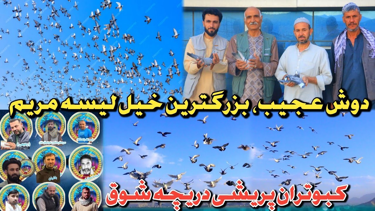دوش باور نه کردنی کفتر، در گرم‌ترین روزهای تابستان| Documentary Of Best High Flying Pigeons in Kabul
