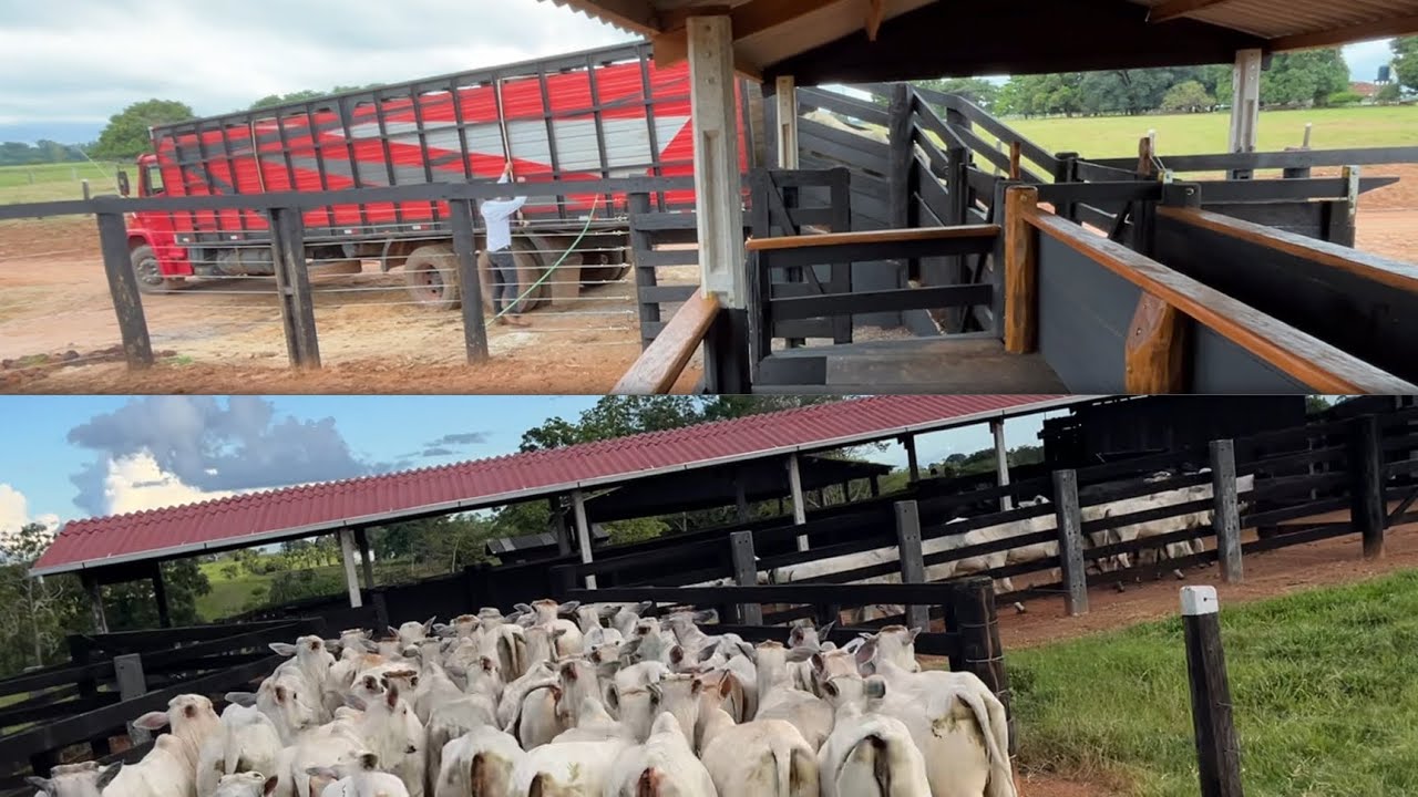Transportando as bezerras fêmeas da sede da fazenda para a propriedade 06!