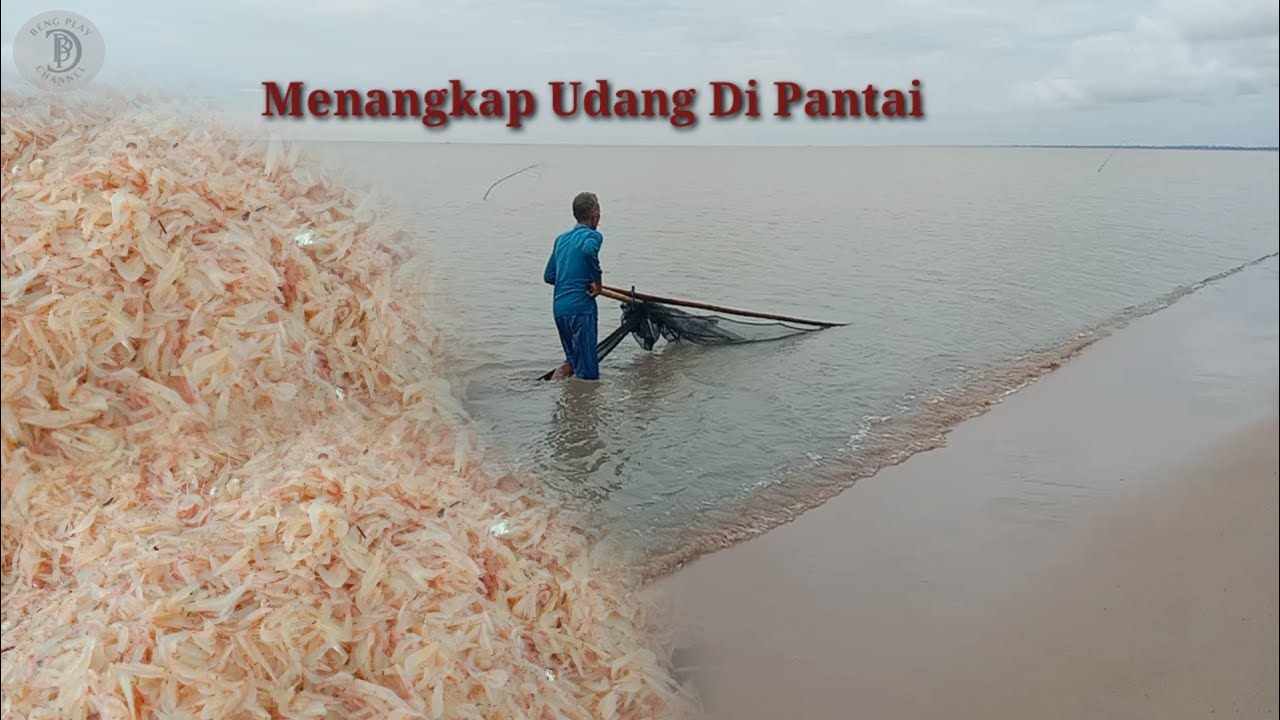 Proses menjaring udang halus atau ebi dipantai sampai pengolahannya