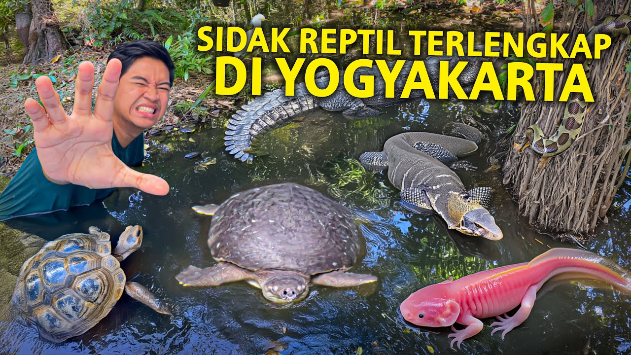 SIDAK TEMPAT REPTIL DAN AMFIBI TERLENGKAP YOGYAKARTA! GREBEK GEMBIRA LOKA ZOO YOGYAKARTA PART2!