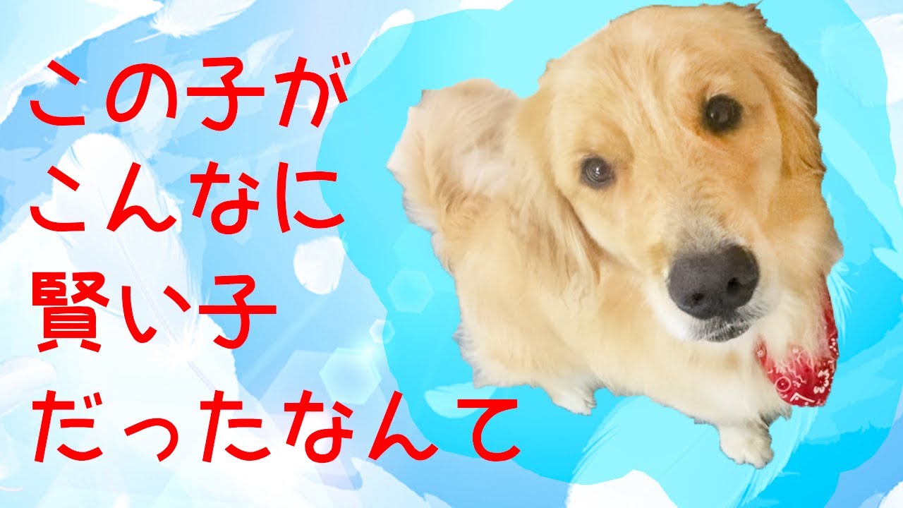 食欲に勝つ犬はそうはいないだろ！！【ゴールデンレトリバー】