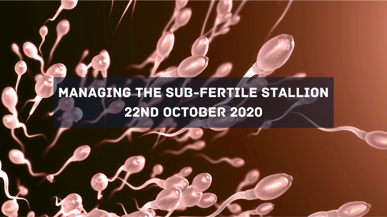 Managing the Sub Fertile Stallion with British Breeding 22nd October 2020