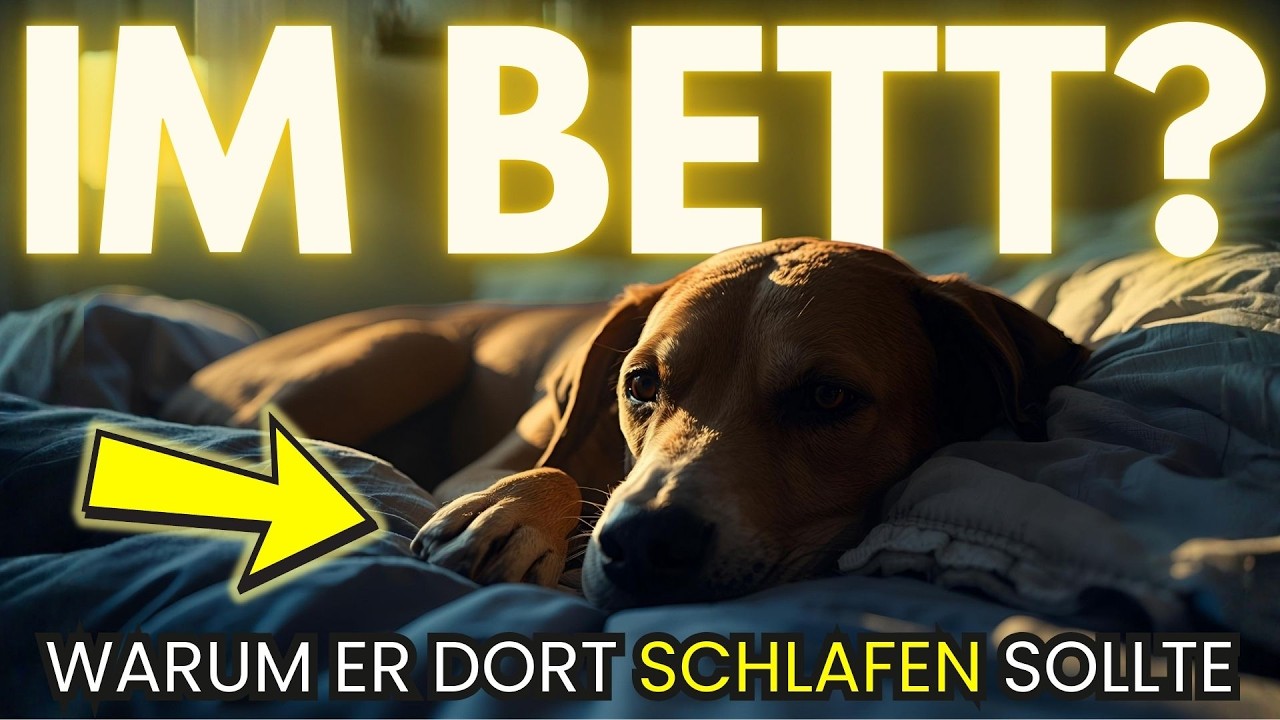 13 gute Gründe, deinen Hund im Bett schlafen zu lassen