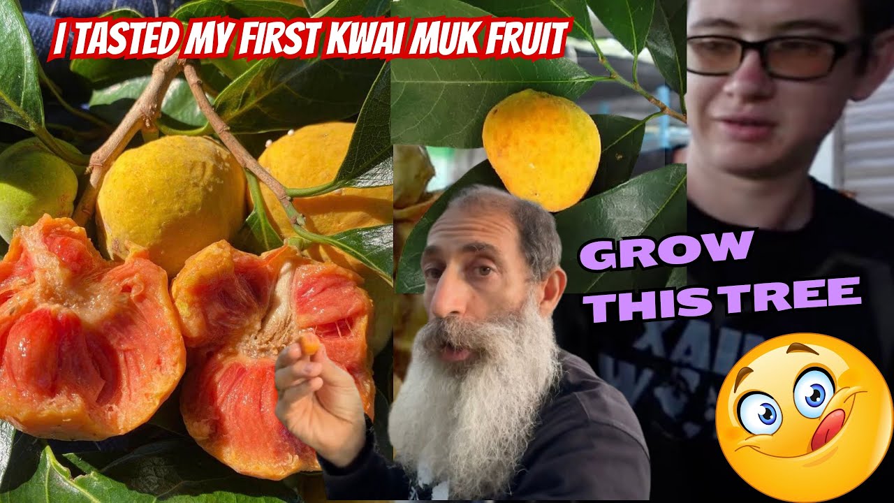 I finally Got To Taste Kwai Muk Fruit. Grow This Tree!