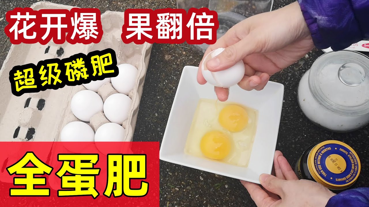 用整个鸡蛋做养花种菜的肥料🥚效果意想不到  Whole egg as fertilizer for plants